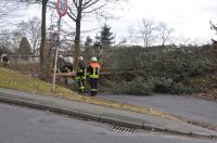 02_2010_Baum_auf_Strasse 02